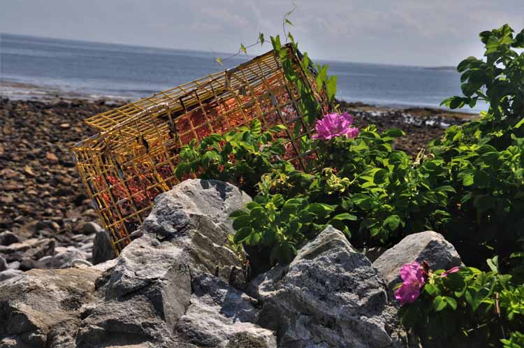 crab box on rocks